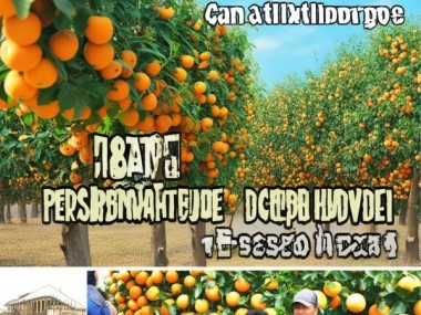 创新驱动效益提升，DB42/T 1826-2022 柿树篱形栽培技术规程解析